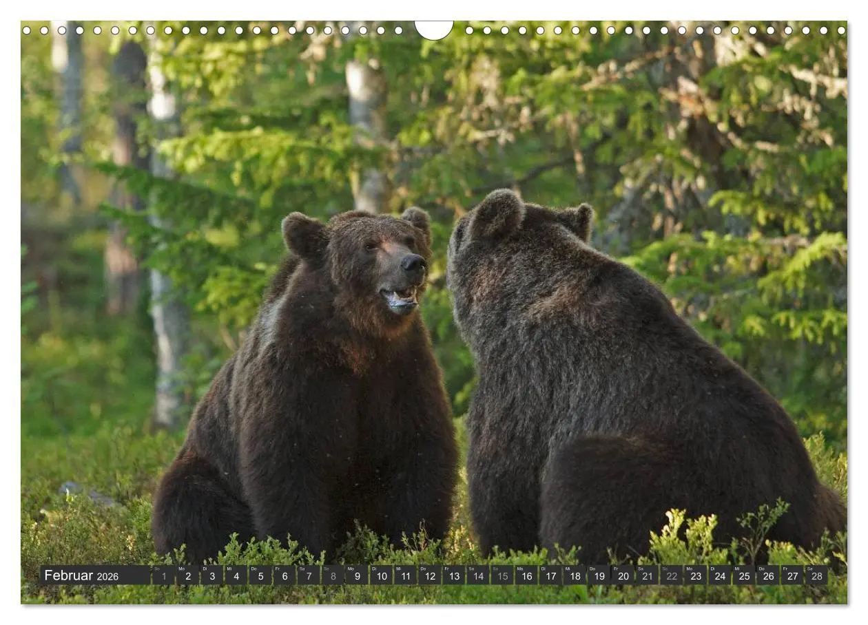 Bild: 9783516162455 | Magie des Augenblicks - Bären in nordischen Wäldern (Wandkalender...
