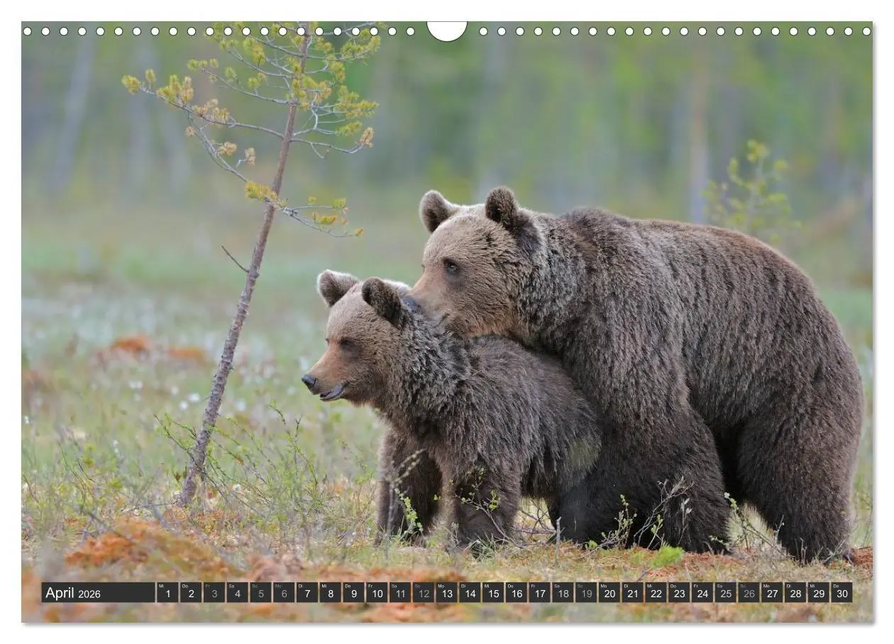 Bild: 9783516162455 | Magie des Augenblicks - Bären in nordischen Wäldern (Wandkalender...