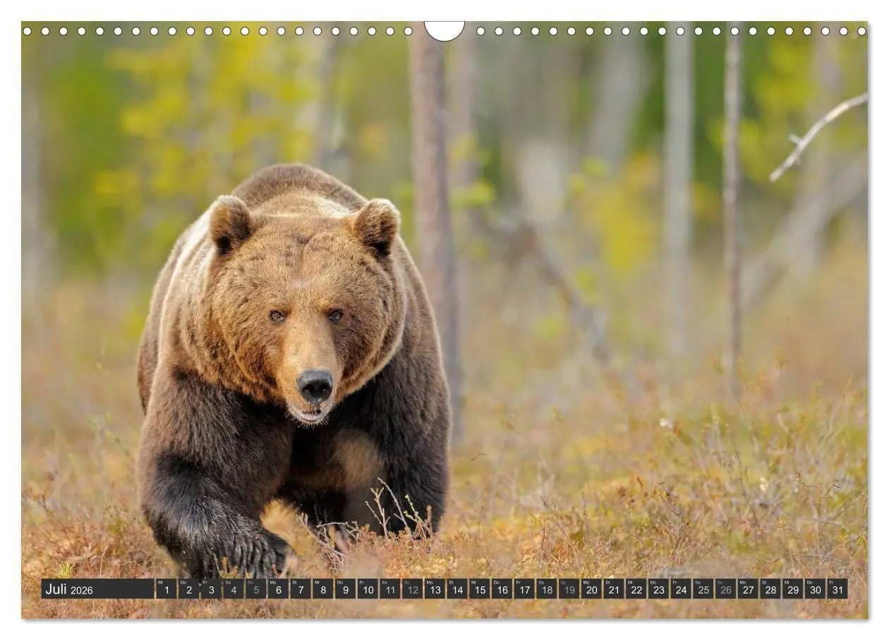 Bild: 9783516162455 | Magie des Augenblicks - Bären in nordischen Wäldern (Wandkalender...