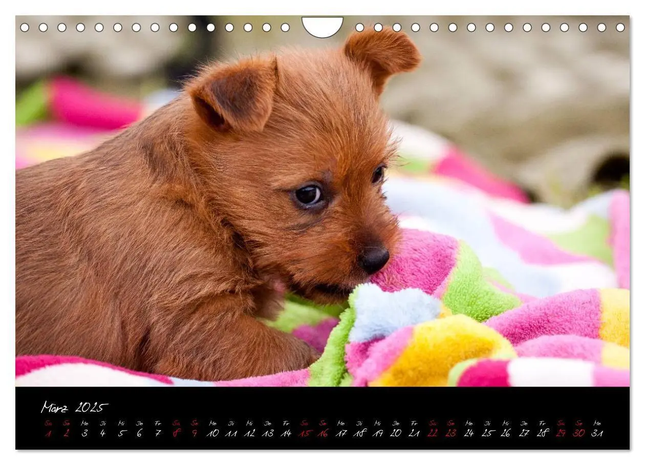 Bild: 9783435662555 | Australian Terrier Welpen (Wandkalender 2025 DIN A4 quer), CALVENDO...
