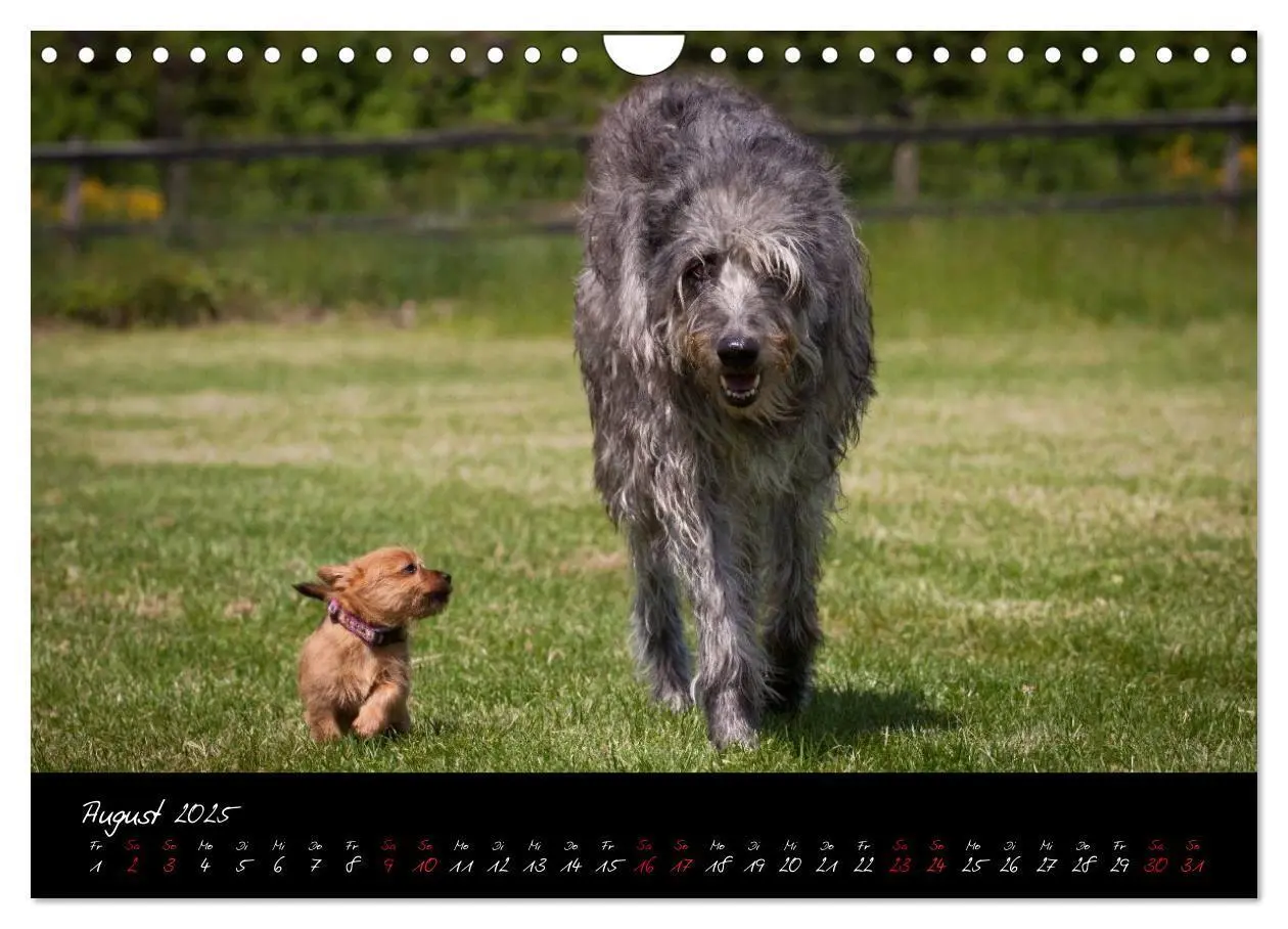 Bild: 9783435662555 | Australian Terrier Welpen (Wandkalender 2025 DIN A4 quer), CALVENDO...