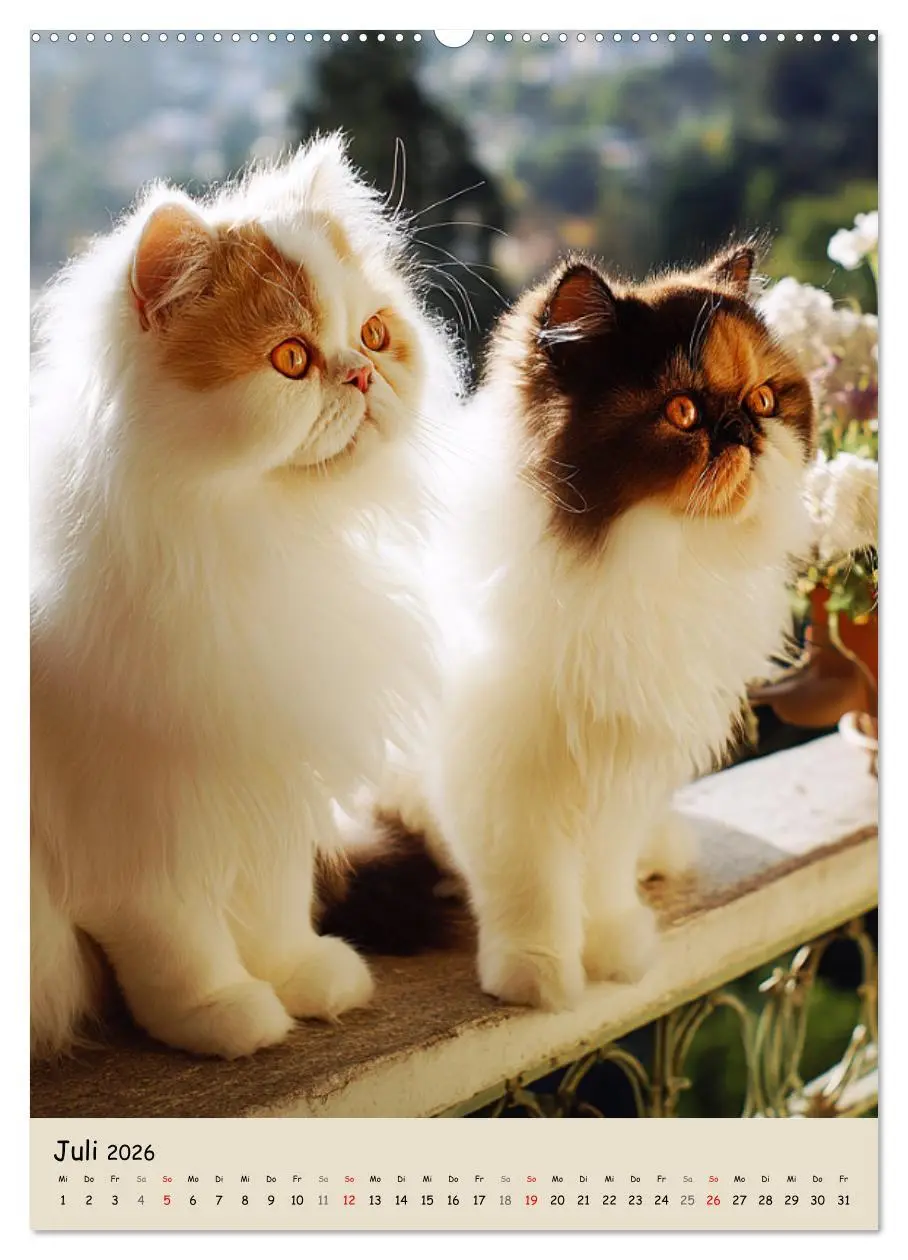 Bild: 9783457992555 | Perserkatzen. Zauberhafte Langhaar-Divas in Szene gesetzt...