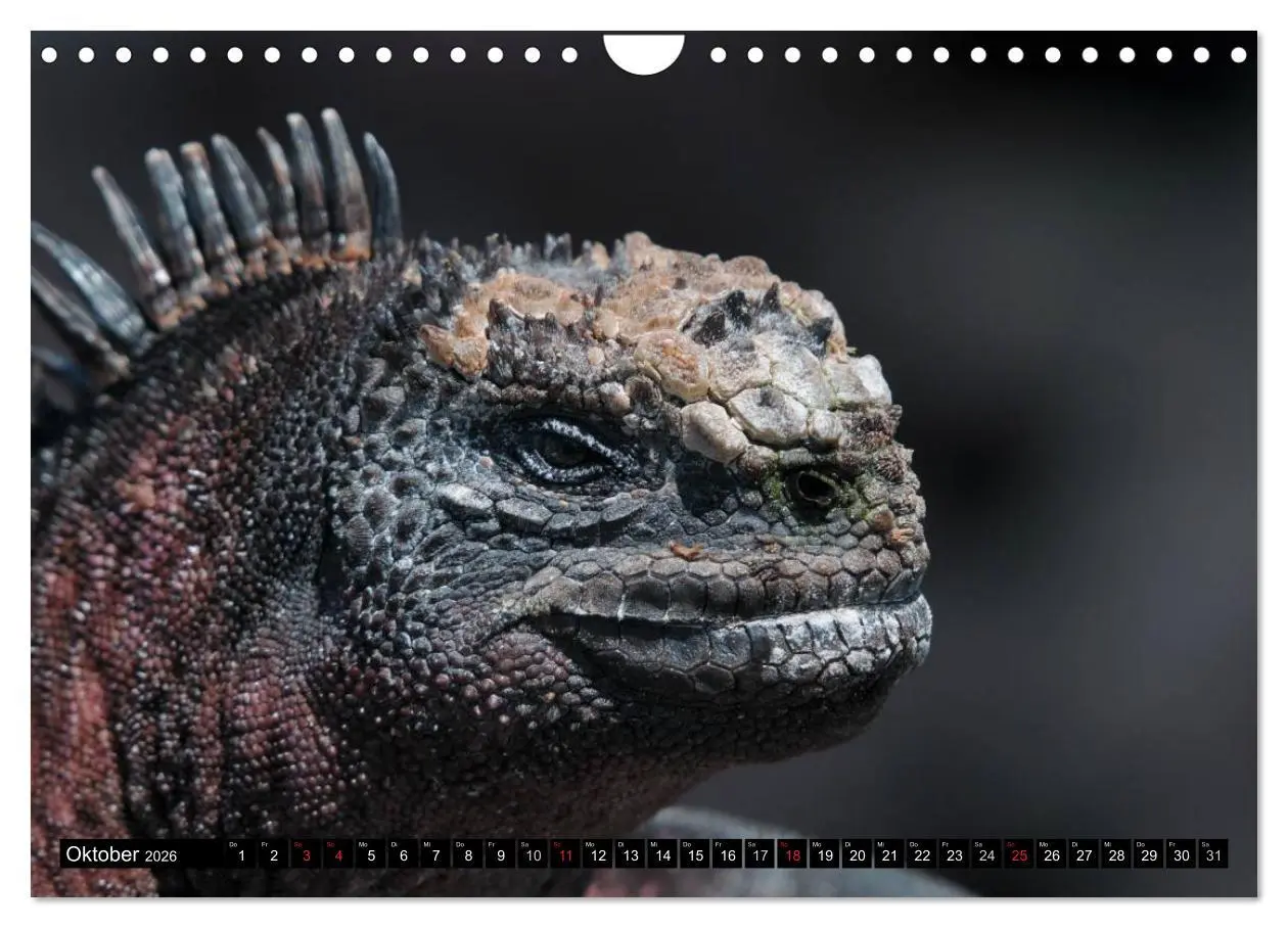 Bild: 9783516142655 | Galapagos Archipel- Faszination Tierwelt (Wandkalender 2026 DIN A4...