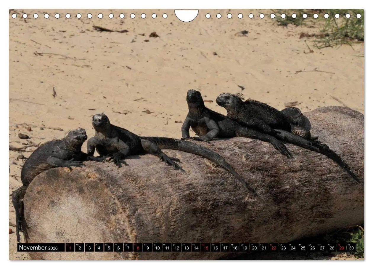 Bild: 9783516142655 | Galapagos Archipel- Faszination Tierwelt (Wandkalender 2026 DIN A4...