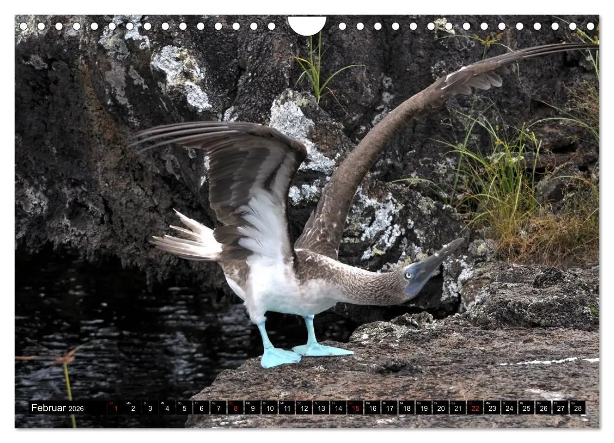 Bild: 9783516142655 | Galapagos Archipel- Faszination Tierwelt (Wandkalender 2026 DIN A4...