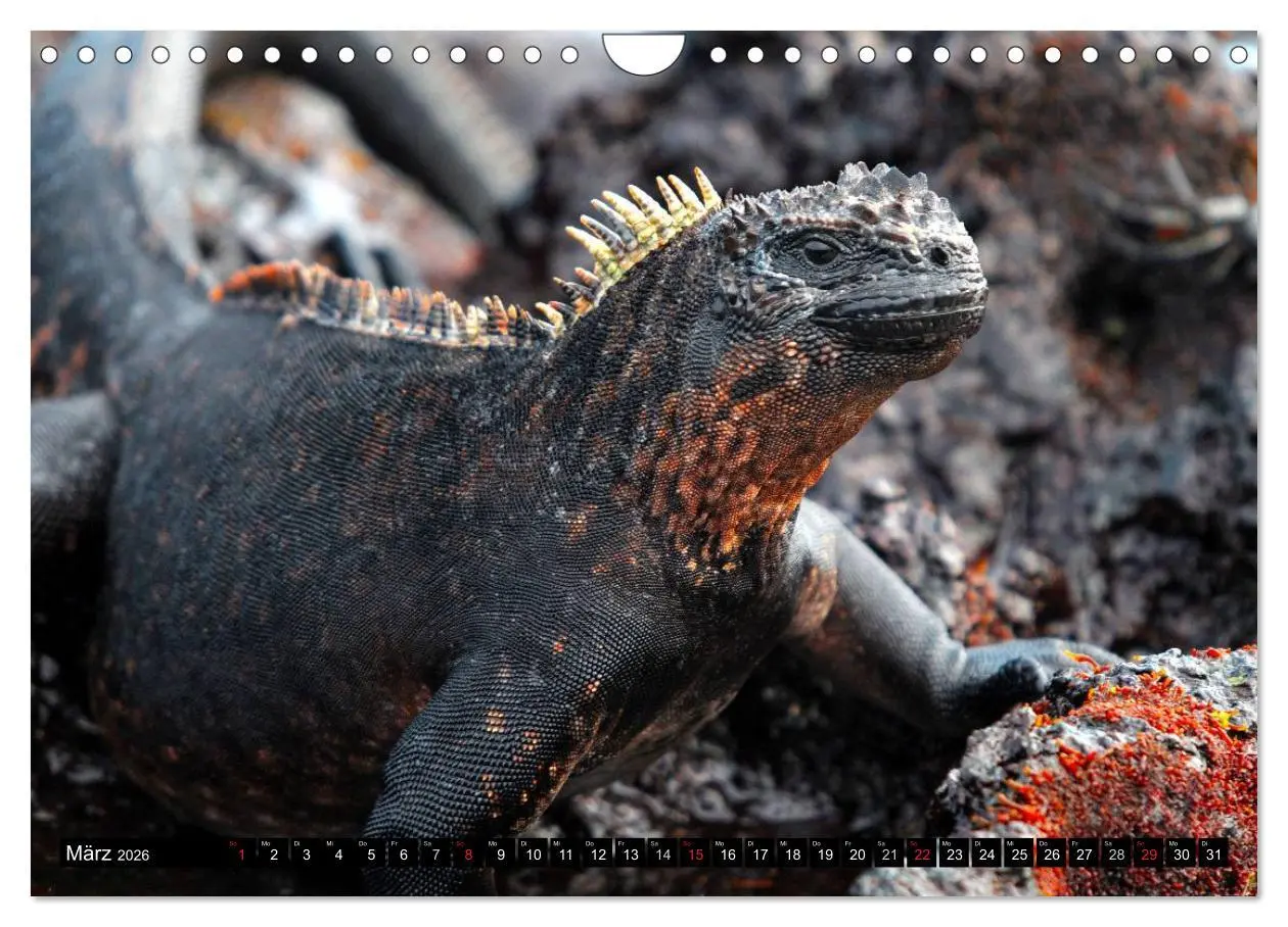 Bild: 9783516142655 | Galapagos Archipel- Faszination Tierwelt (Wandkalender 2026 DIN A4...