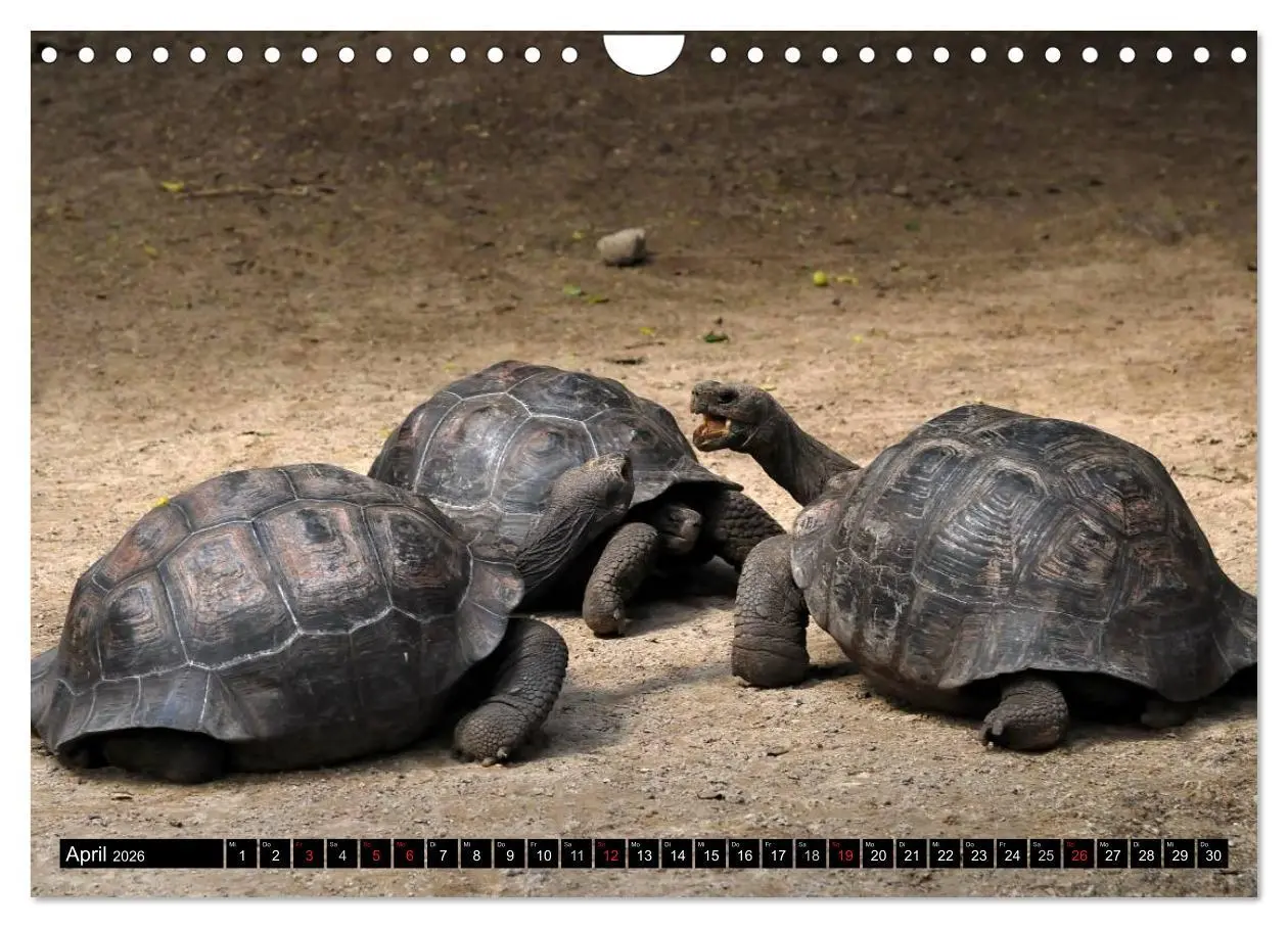 Bild: 9783516142655 | Galapagos Archipel- Faszination Tierwelt (Wandkalender 2026 DIN A4...