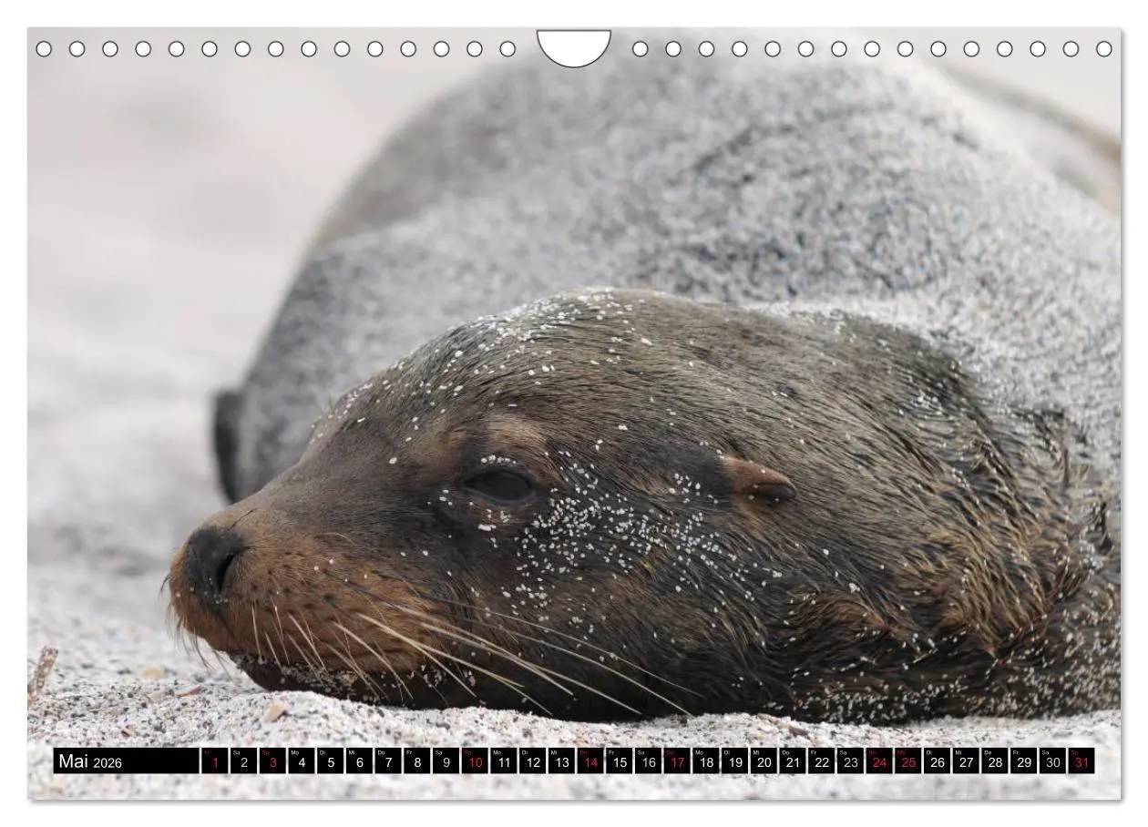 Bild: 9783516142655 | Galapagos Archipel- Faszination Tierwelt (Wandkalender 2026 DIN A4...