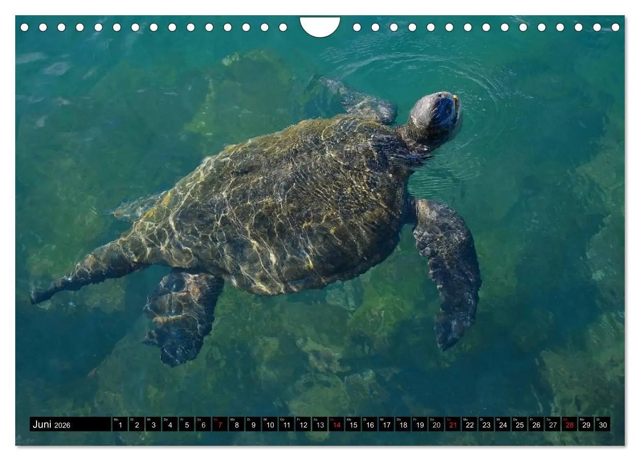 Bild: 9783516142655 | Galapagos Archipel- Faszination Tierwelt (Wandkalender 2026 DIN A4...
