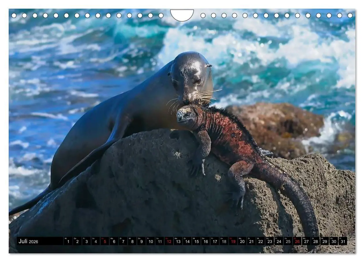 Bild: 9783516142655 | Galapagos Archipel- Faszination Tierwelt (Wandkalender 2026 DIN A4...
