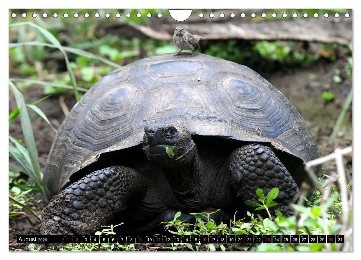 Bild: 9783516142655 | Galapagos Archipel- Faszination Tierwelt (Wandkalender 2026 DIN A4...