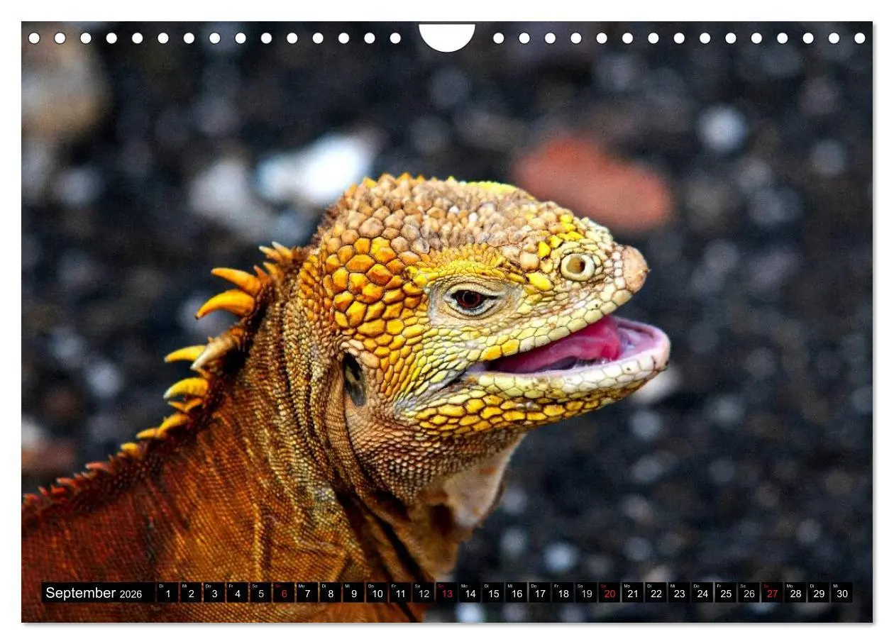 Bild: 9783516142655 | Galapagos Archipel- Faszination Tierwelt (Wandkalender 2026 DIN A4...
