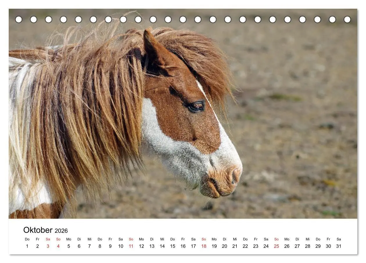 Bild: 9783516062755 | Die Pferde Islands - Ein Streifzug durch Island (Tischkalender 2026...
