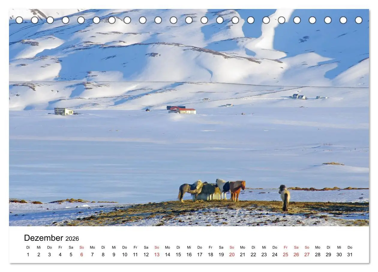 Bild: 9783516062755 | Die Pferde Islands - Ein Streifzug durch Island (Tischkalender 2026...