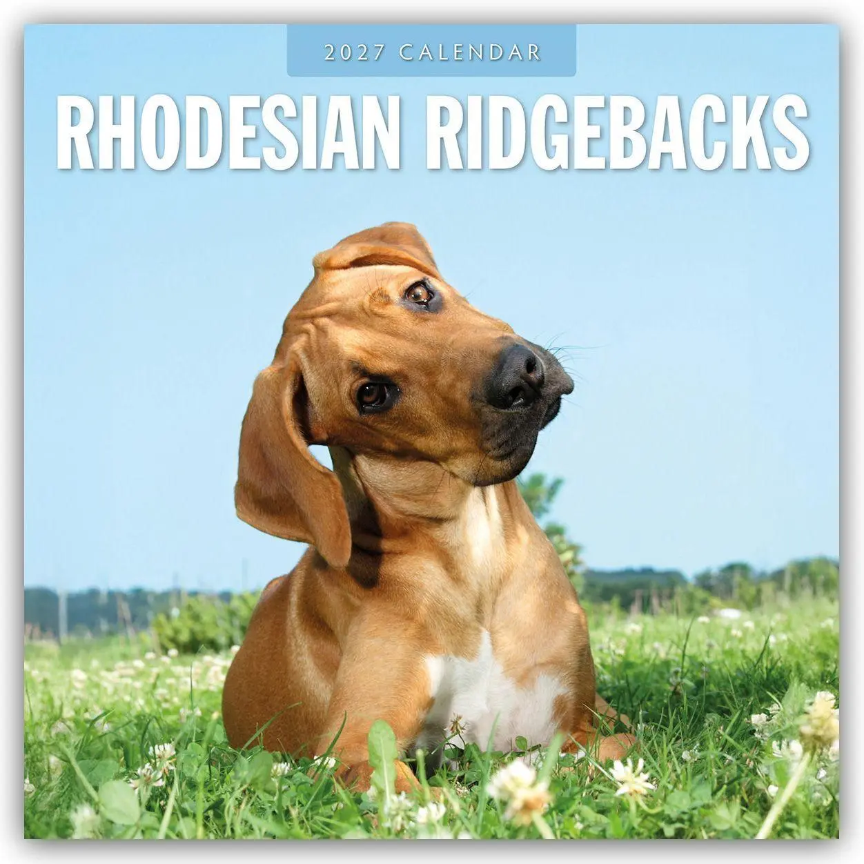 Cover: 9781837012855 | Rhodesian Ridgebacks - Rhodesian Ridgeback 2027 - 16-Monatskalender