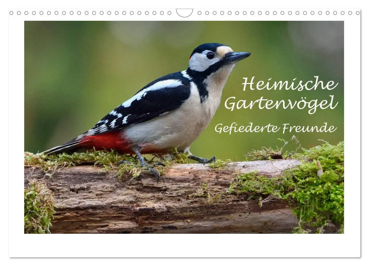 Cover: 9783457952955 | Heimische Gartenvögel - Gefiederte Freunde (Wandkalender 2026 DIN...