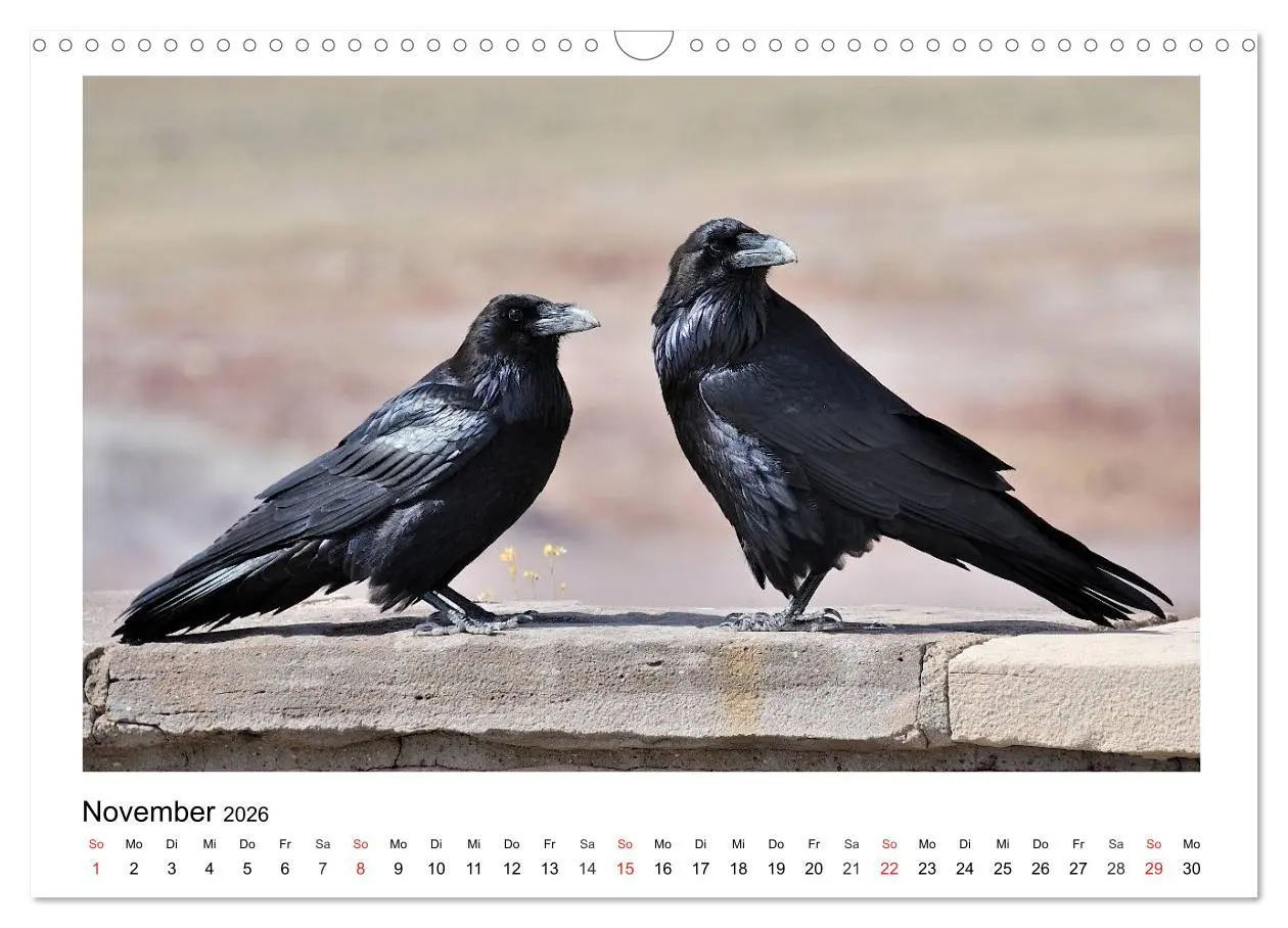 Bild: 9783457952955 | Heimische Gartenvögel - Gefiederte Freunde (Wandkalender 2026 DIN...