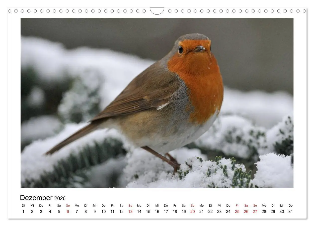 Bild: 9783457952955 | Heimische Gartenvögel - Gefiederte Freunde (Wandkalender 2026 DIN...