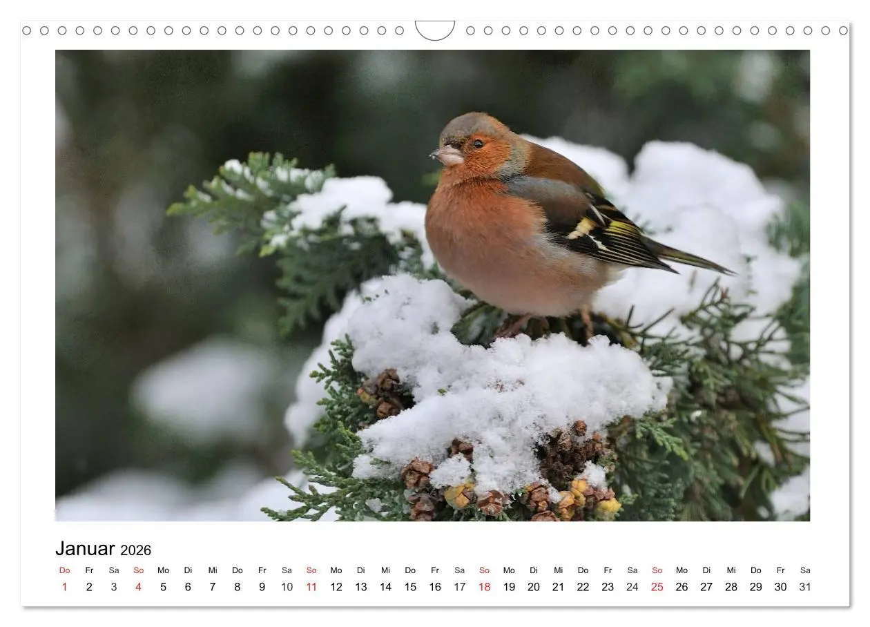 Bild: 9783457952955 | Heimische Gartenvögel - Gefiederte Freunde (Wandkalender 2026 DIN...