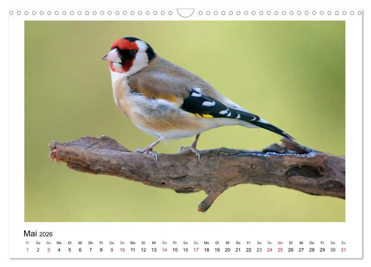 Bild: 9783457952955 | Heimische Gartenvögel - Gefiederte Freunde (Wandkalender 2026 DIN...