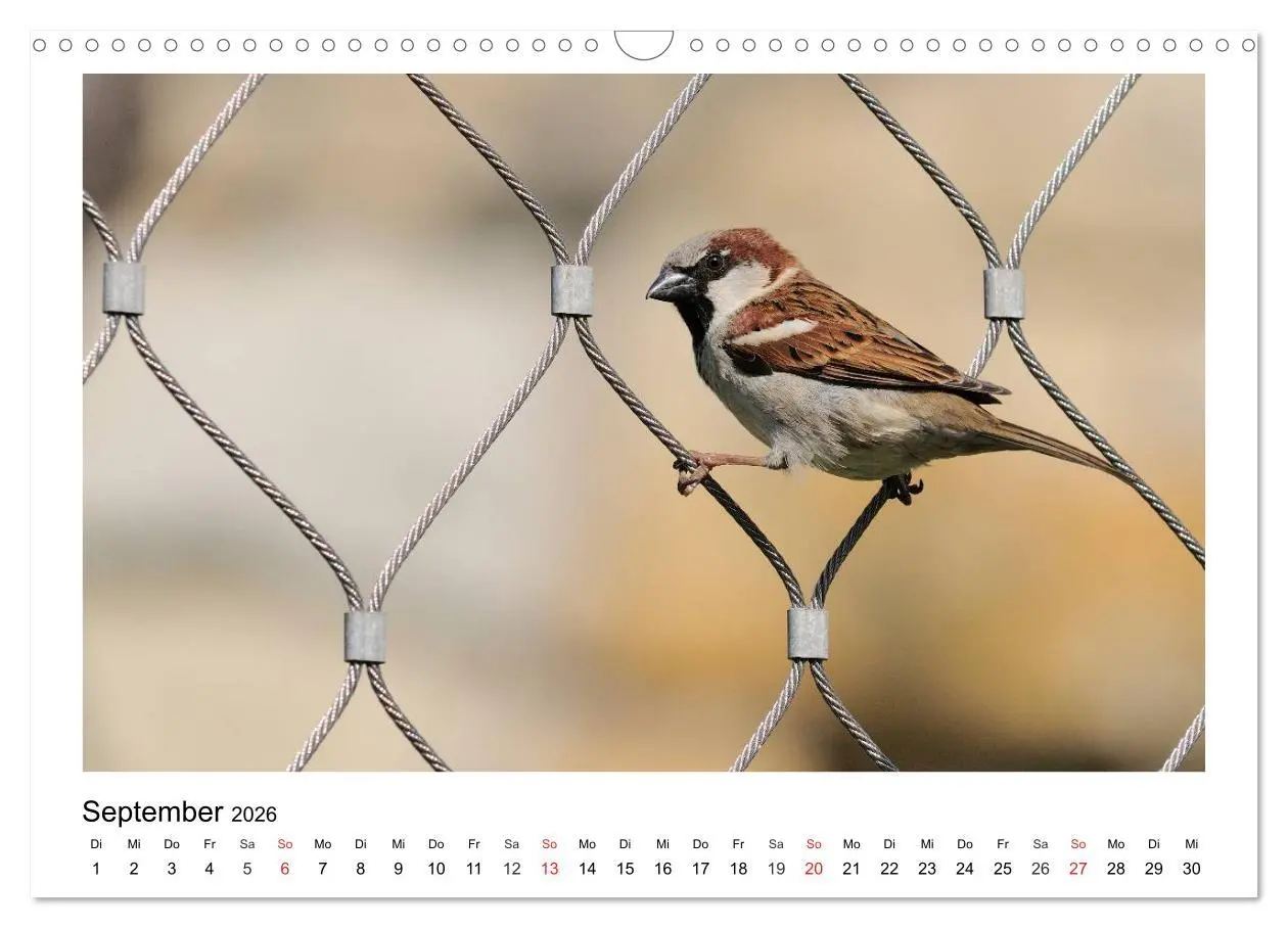Bild: 9783457952955 | Heimische Gartenvögel - Gefiederte Freunde (Wandkalender 2026 DIN...