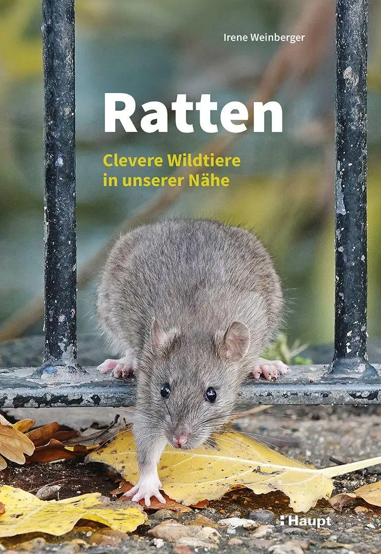 Cover: 9783258083155 | Ratten | Clevere Wildtiere in unserer Nähe | Irene Weinberger | Buch