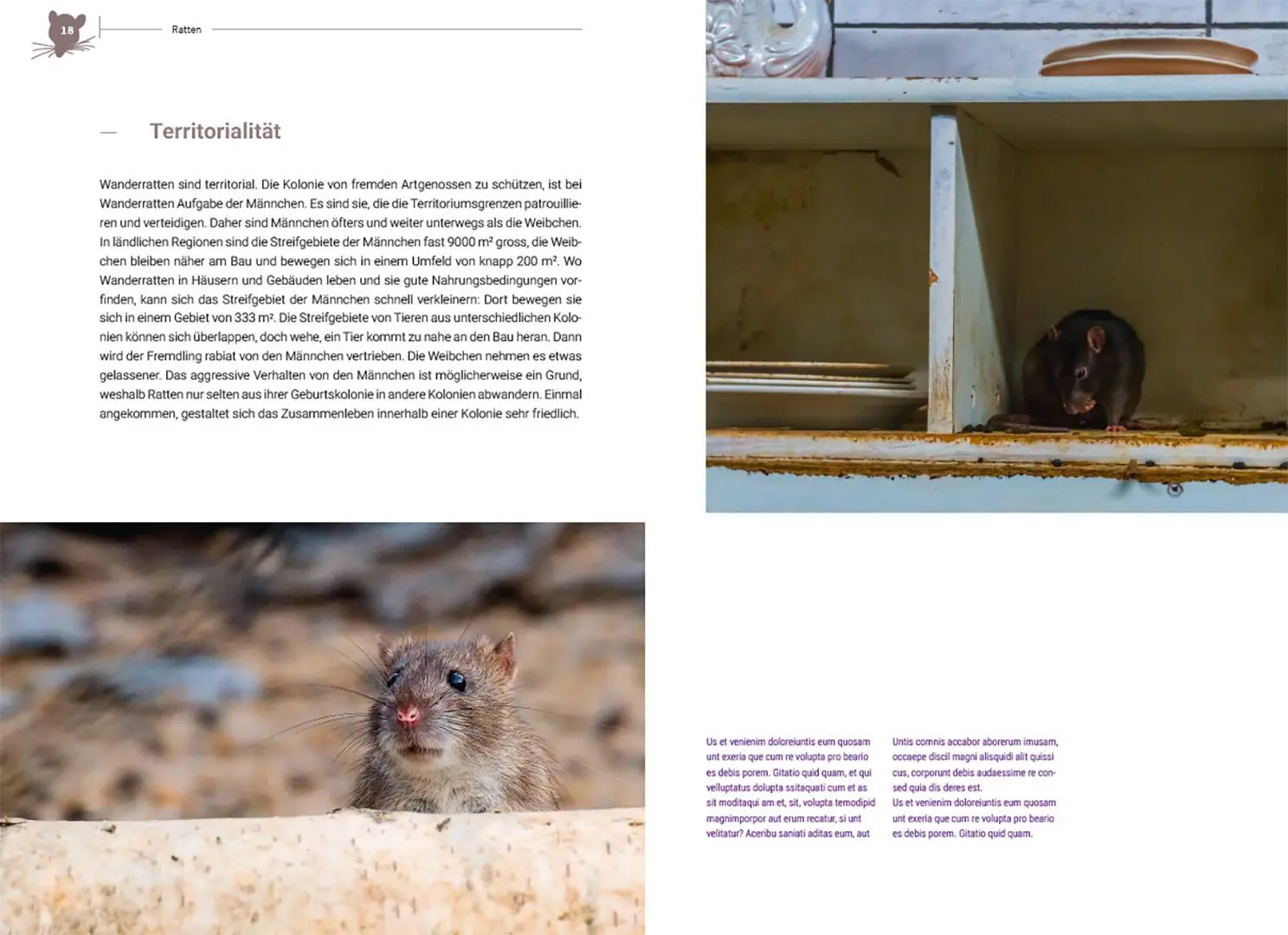 Bild: 9783258083155 | Ratten | Clevere Wildtiere in unserer Nähe | Irene Weinberger | Buch