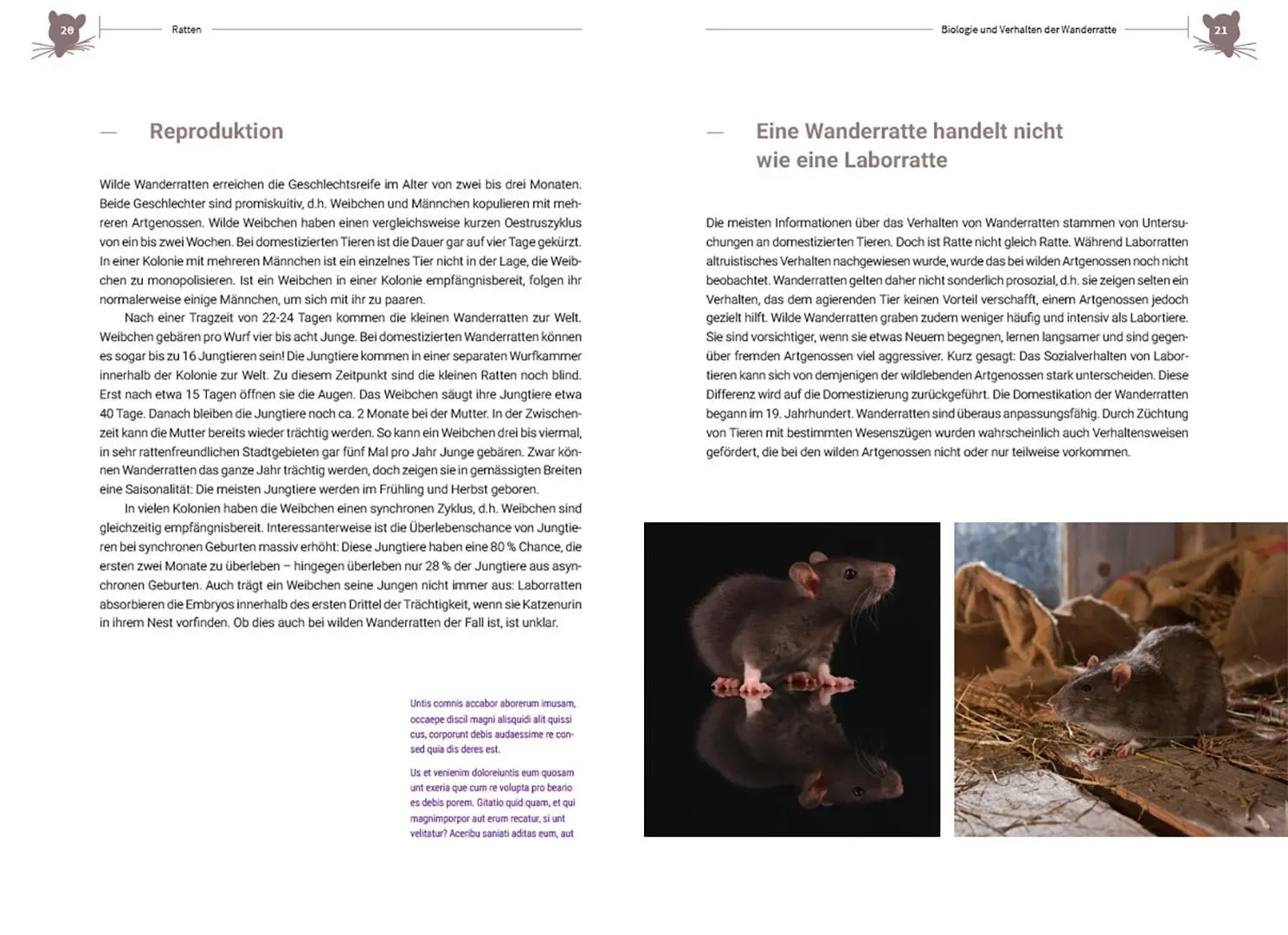 Bild: 9783258083155 | Ratten | Clevere Wildtiere in unserer Nähe | Irene Weinberger | Buch