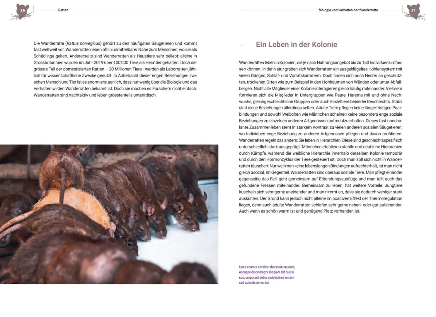 Bild: 9783258083155 | Ratten | Clevere Wildtiere in unserer Nähe | Irene Weinberger | Buch