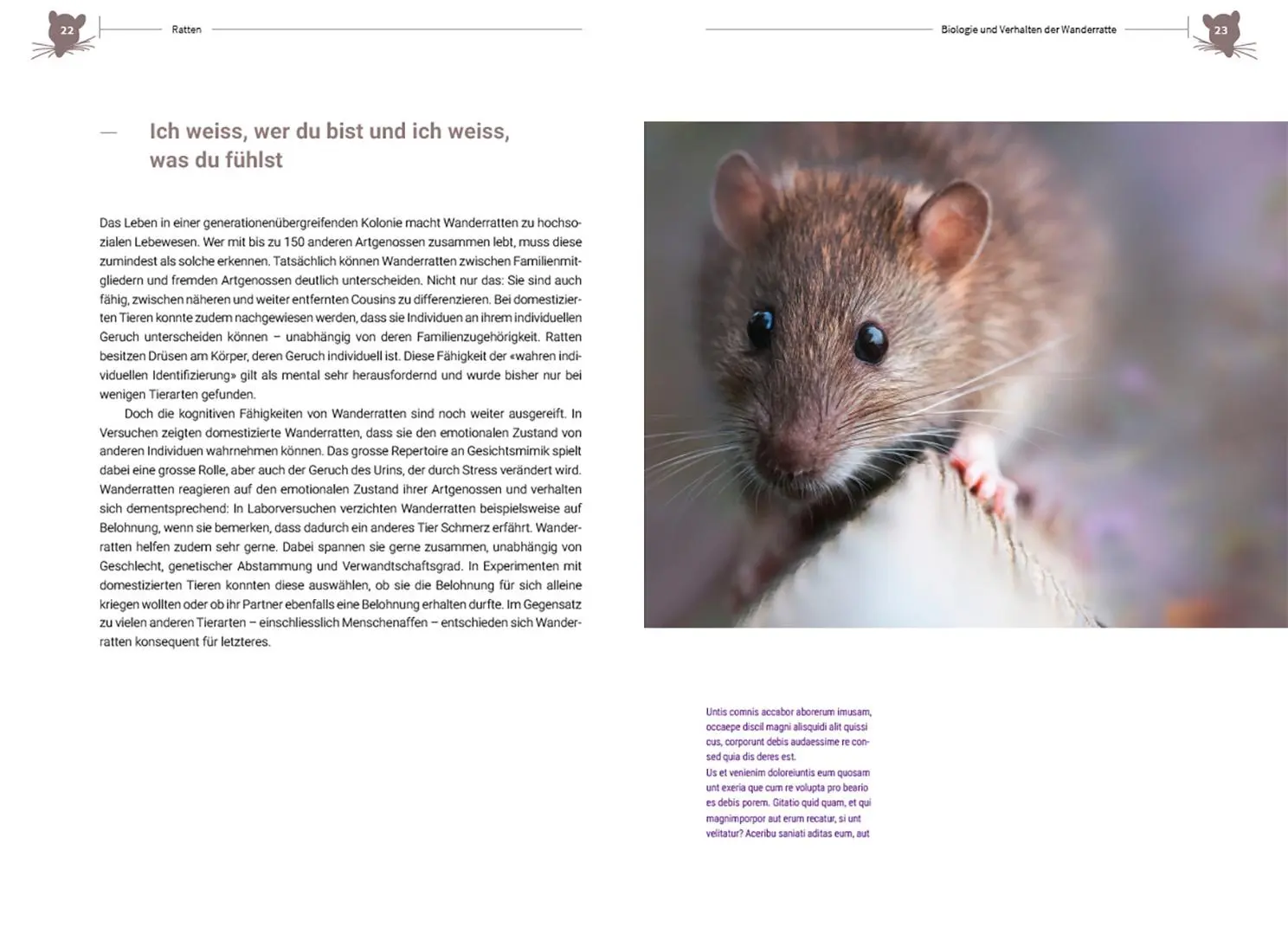 Bild: 9783258083155 | Ratten | Clevere Wildtiere in unserer Nähe | Irene Weinberger | Buch