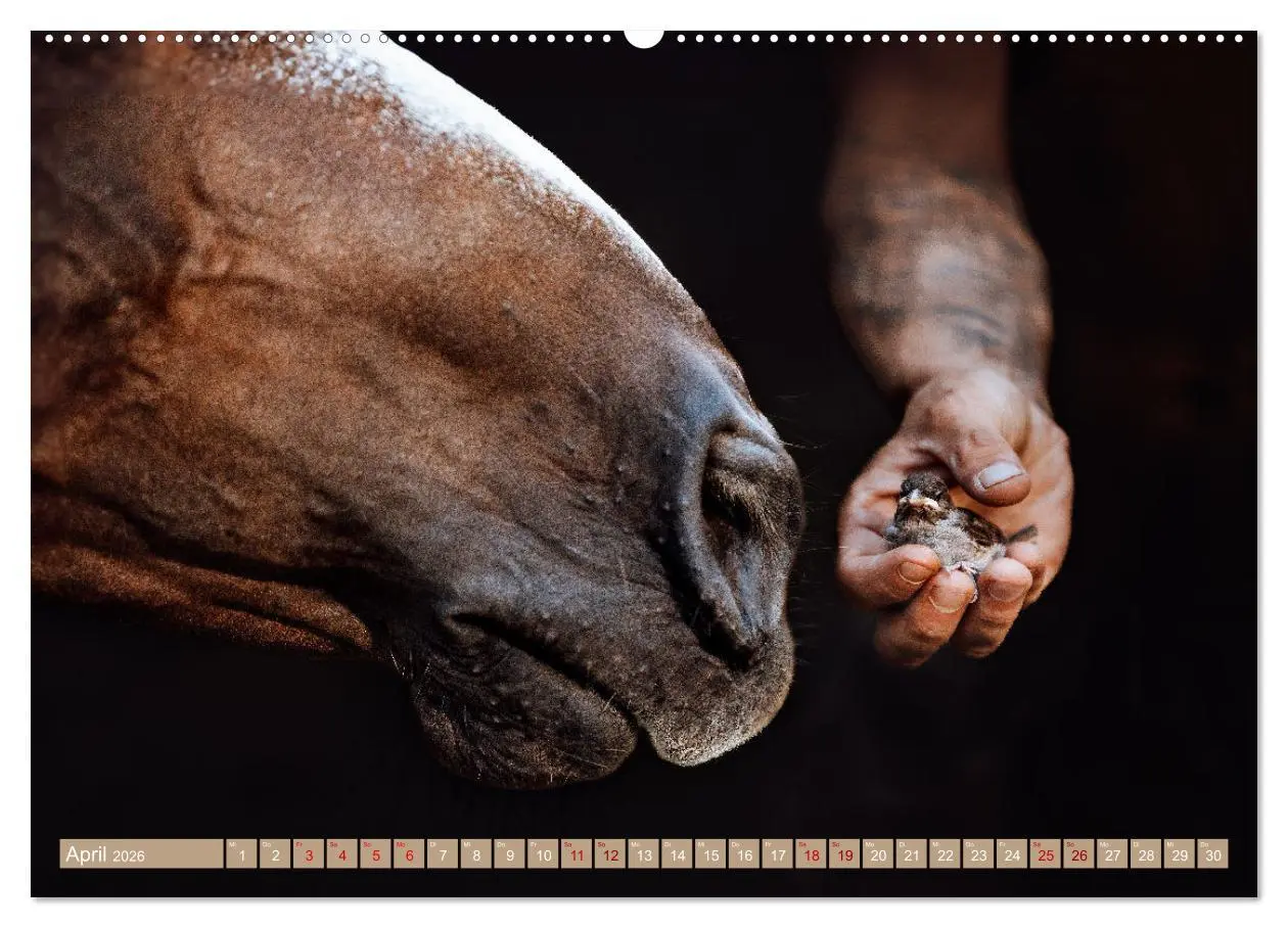 Bild: 9783457763155 | Seelenglück Kalender - Pferde - Charakter, Stärke, Weisheit...