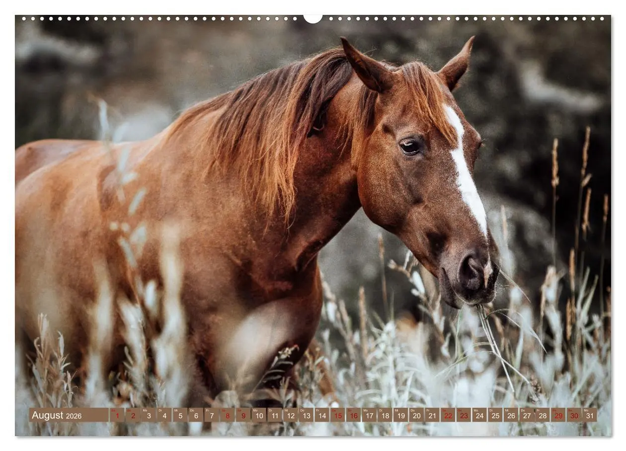 Bild: 9783457763155 | Seelenglück Kalender - Pferde - Charakter, Stärke, Weisheit...