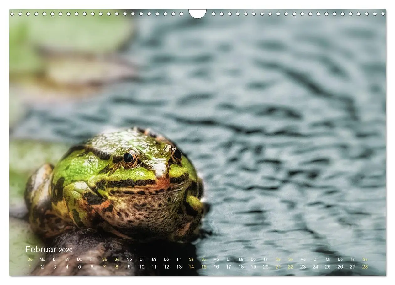 Bild: 9783457903155 | Frösche zum Verlieben (Wandkalender 2026 DIN A3 quer), CALVENDO...