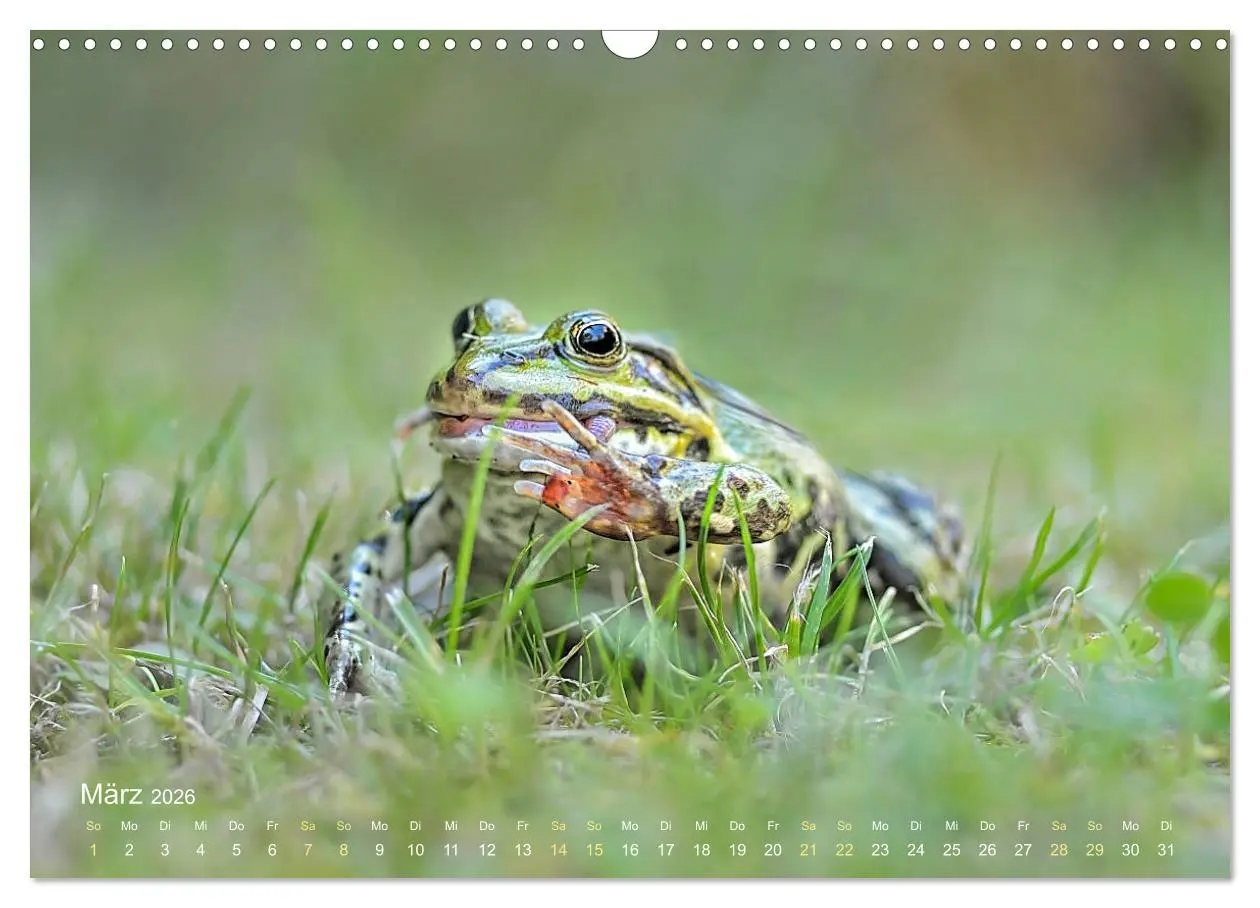 Bild: 9783457903155 | Frösche zum Verlieben (Wandkalender 2026 DIN A3 quer), CALVENDO...