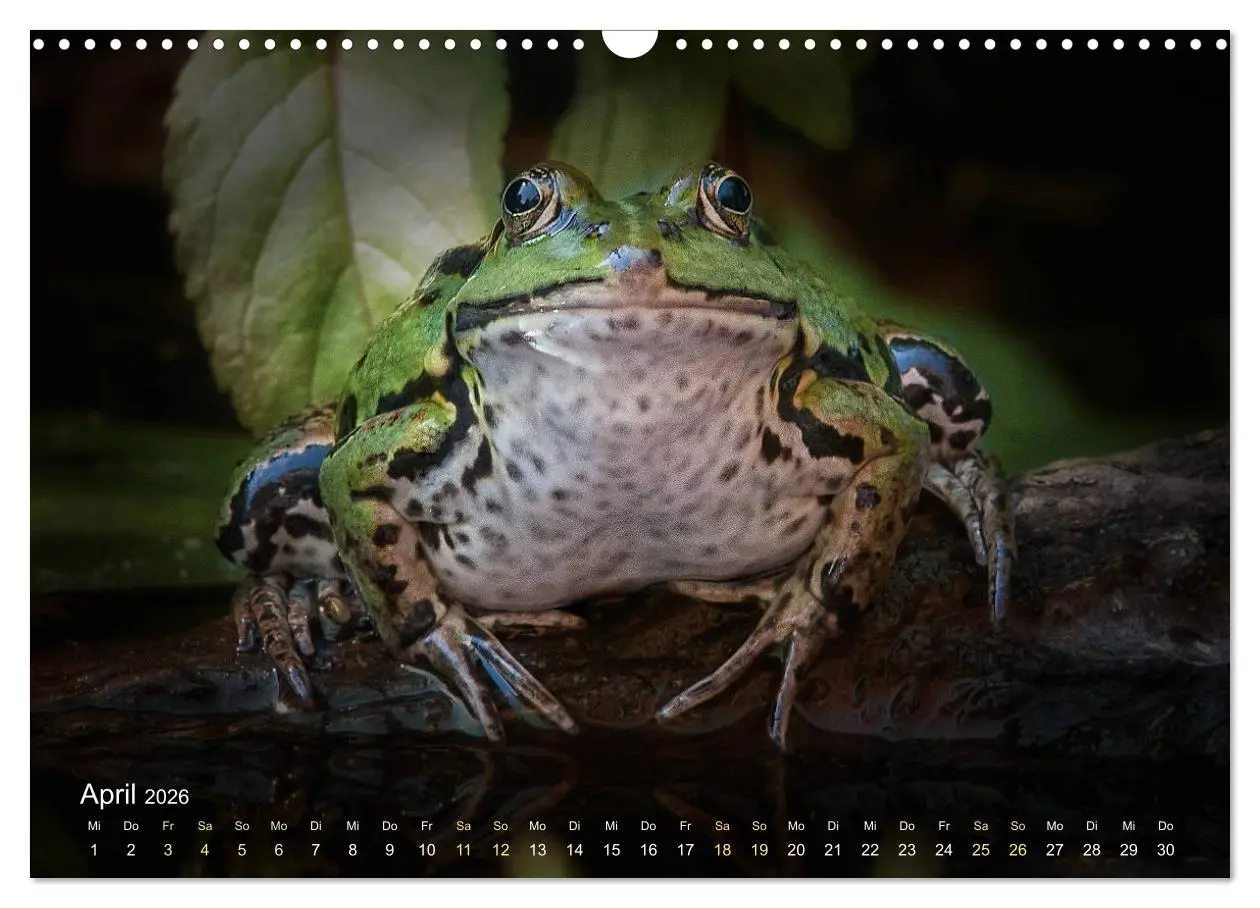 Bild: 9783457903155 | Frösche zum Verlieben (Wandkalender 2026 DIN A3 quer), CALVENDO...