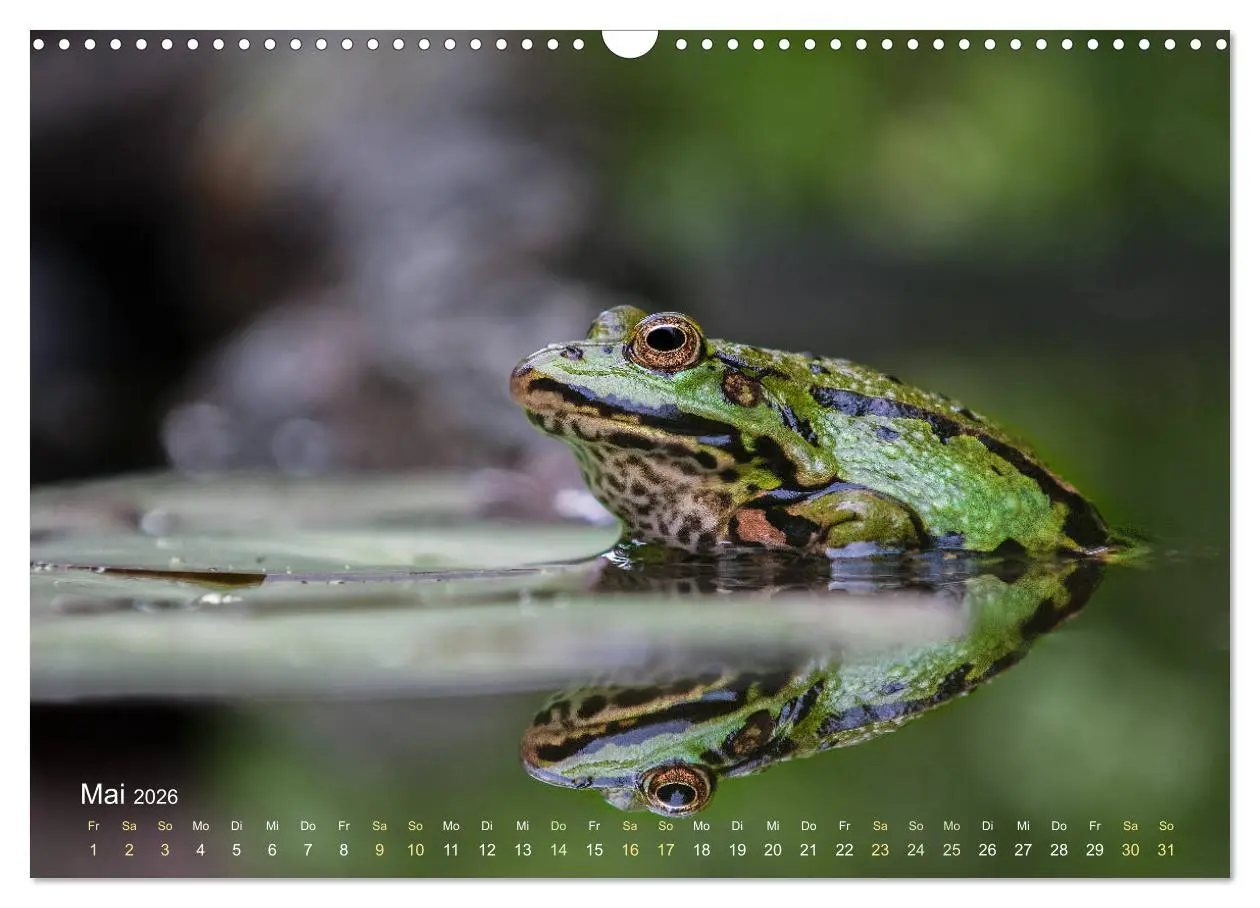 Bild: 9783457903155 | Frösche zum Verlieben (Wandkalender 2026 DIN A3 quer), CALVENDO...