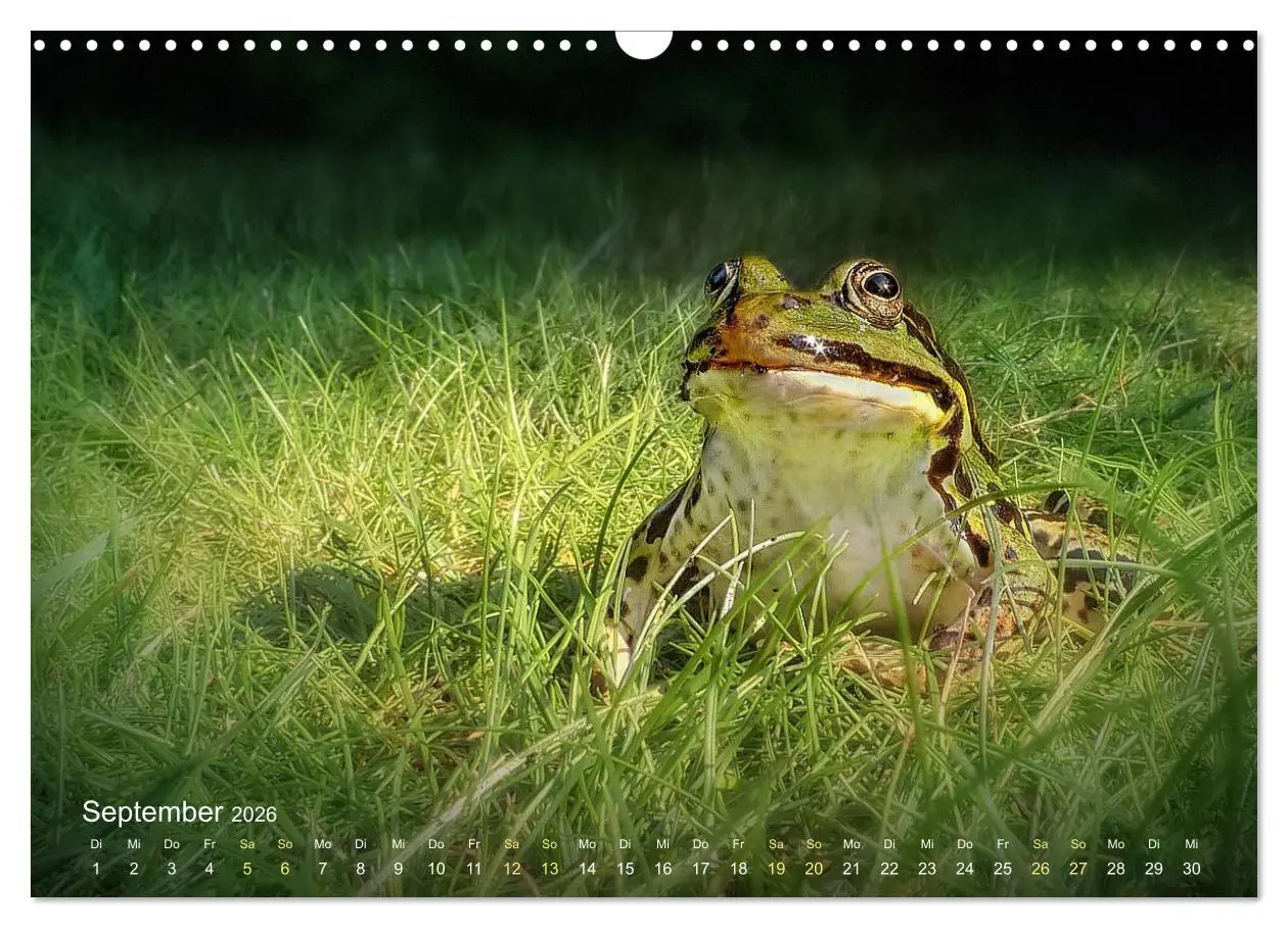 Bild: 9783457903155 | Frösche zum Verlieben (Wandkalender 2026 DIN A3 quer), CALVENDO...
