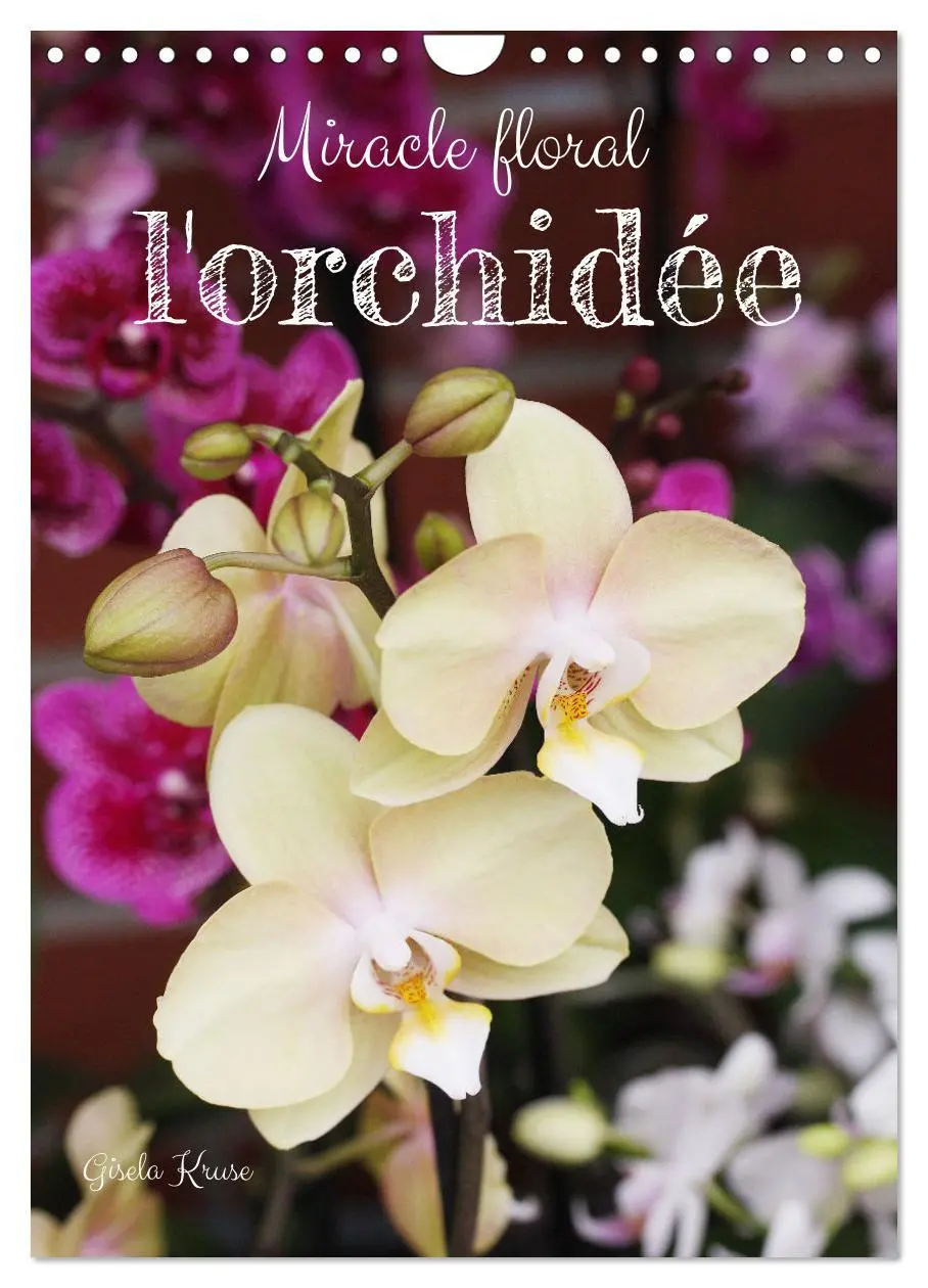Cover: 9783516543155 | Miracle floral l'orchidée (Calendrier mural 2026 DIN A4...