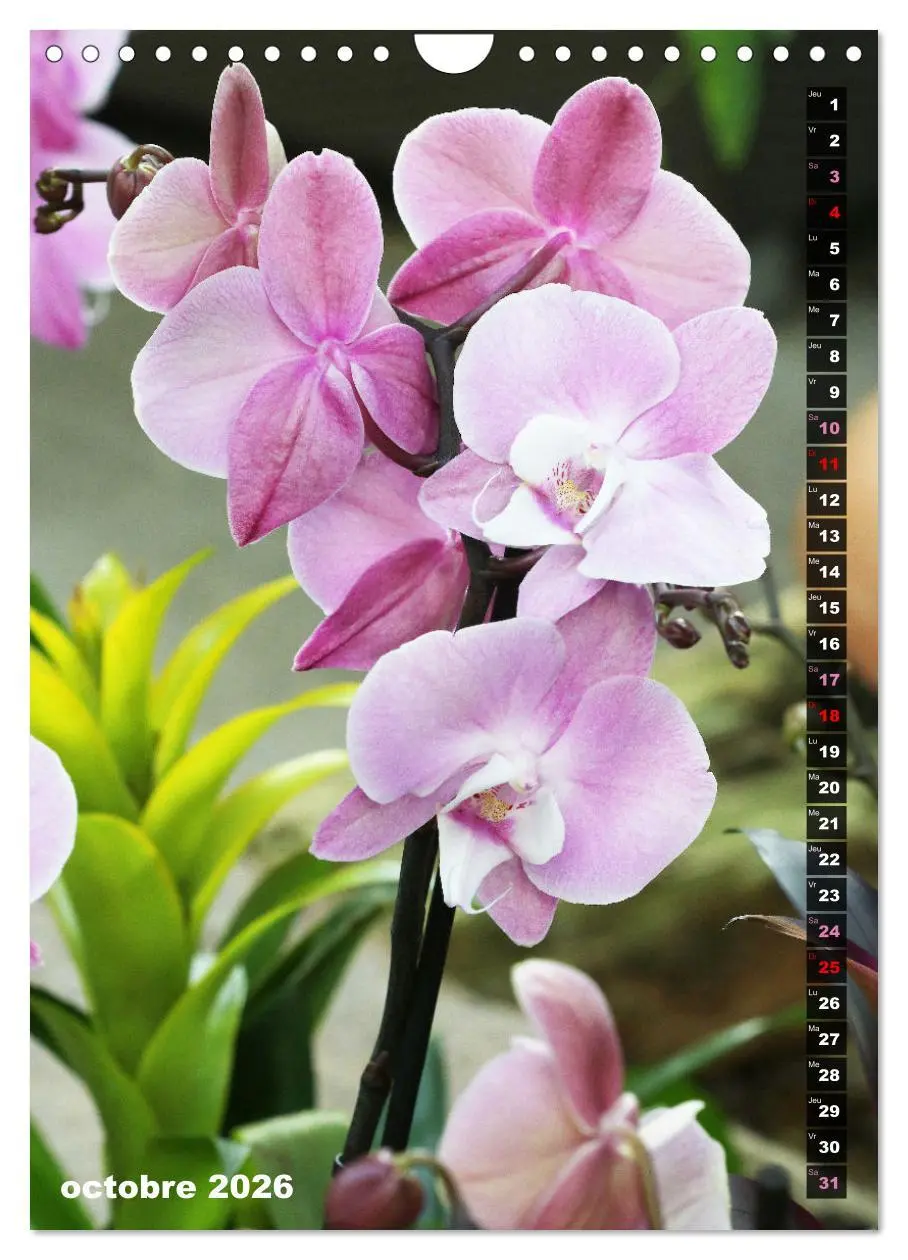 Bild: 9783516543155 | Miracle floral l'orchidée (Calendrier mural 2026 DIN A4...