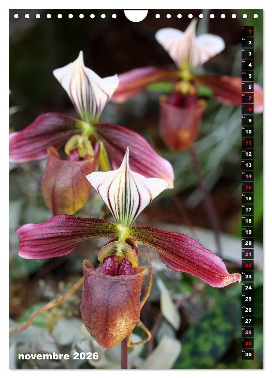 Bild: 9783516543155 | Miracle floral l'orchidée (Calendrier mural 2026 DIN A4...