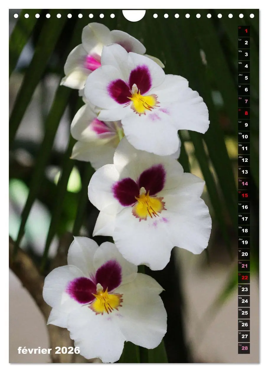 Bild: 9783516543155 | Miracle floral l'orchidée (Calendrier mural 2026 DIN A4...