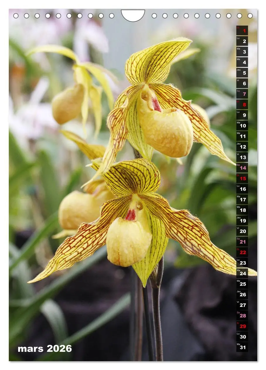 Bild: 9783516543155 | Miracle floral l'orchidée (Calendrier mural 2026 DIN A4...