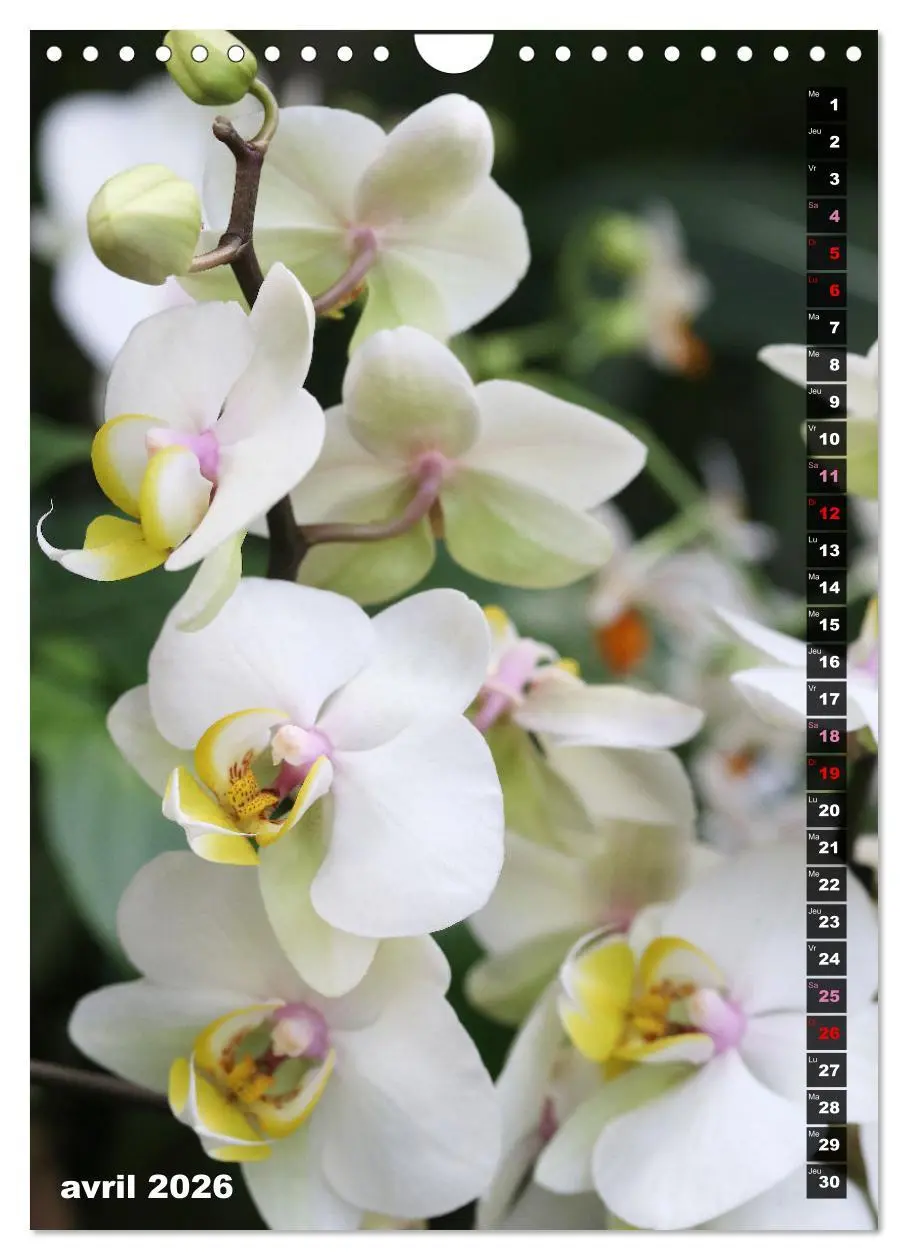 Bild: 9783516543155 | Miracle floral l'orchidée (Calendrier mural 2026 DIN A4...