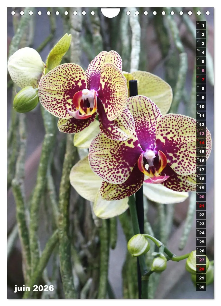 Bild: 9783516543155 | Miracle floral l'orchidée (Calendrier mural 2026 DIN A4...