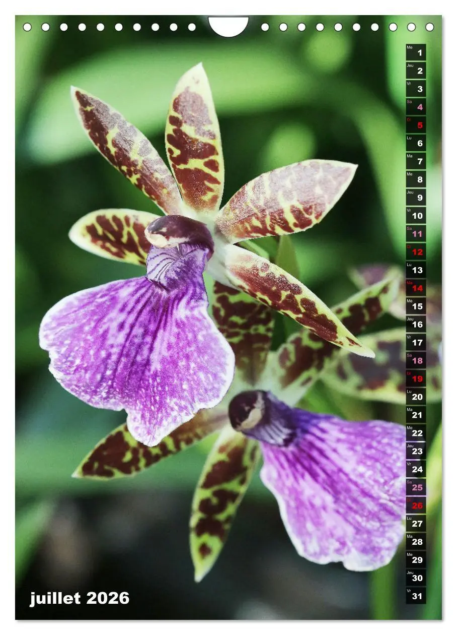 Bild: 9783516543155 | Miracle floral l'orchidée (Calendrier mural 2026 DIN A4...