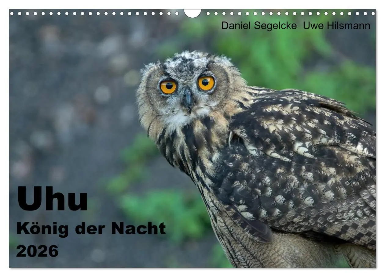 Cover: 9783516153255 | Uhu - König der Nacht (Wandkalender 2026 DIN A3 quer), CALVENDO...