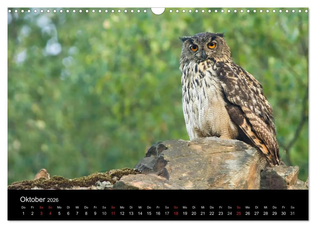 Bild: 9783516153255 | Uhu - König der Nacht (Wandkalender 2026 DIN A3 quer), CALVENDO...