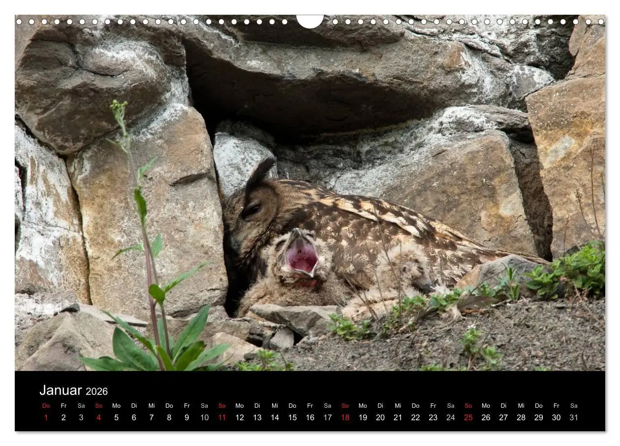 Bild: 9783516153255 | Uhu - König der Nacht (Wandkalender 2026 DIN A3 quer), CALVENDO...