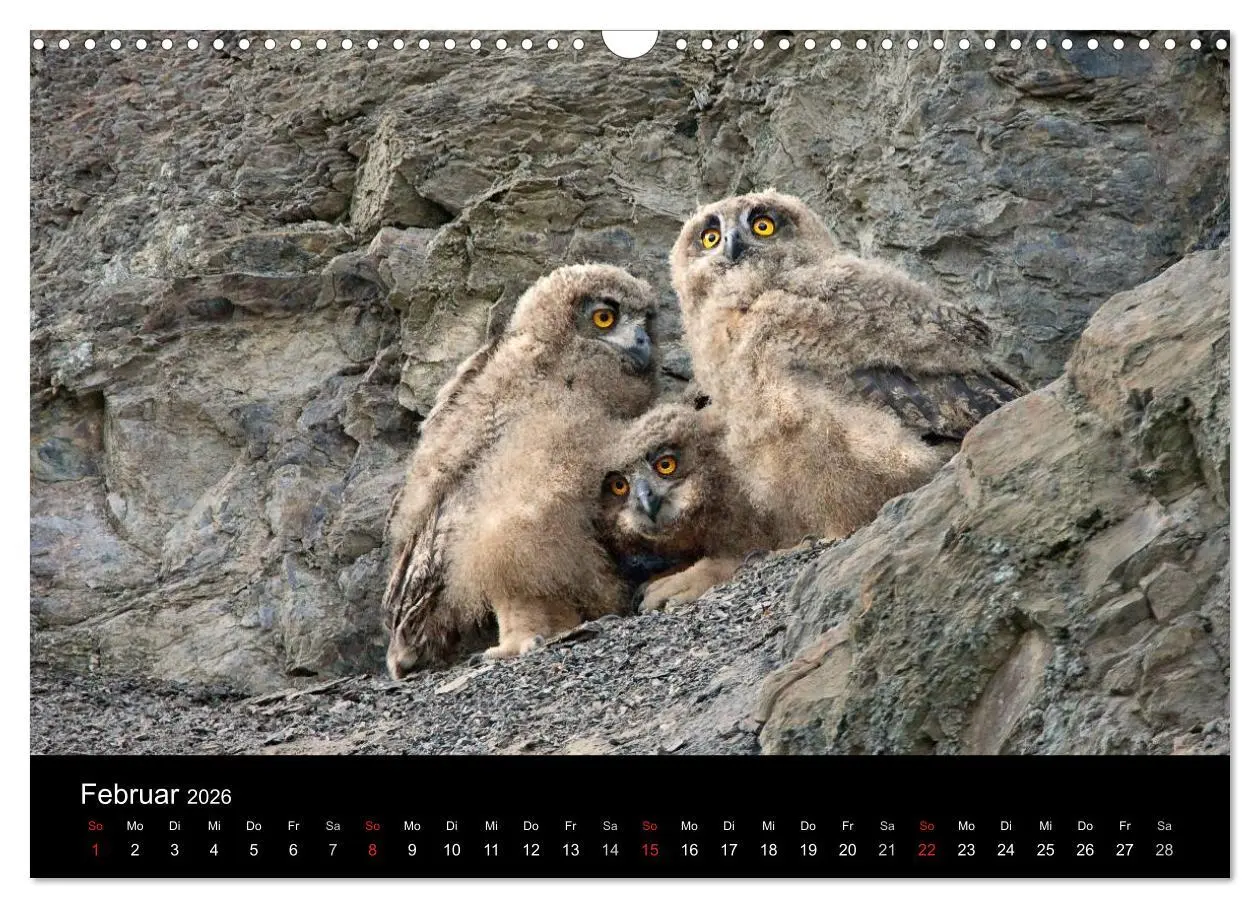 Bild: 9783516153255 | Uhu - König der Nacht (Wandkalender 2026 DIN A3 quer), CALVENDO...