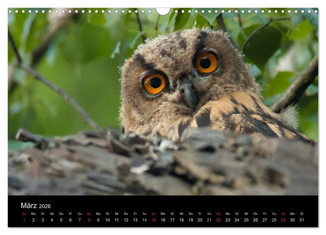 Bild: 9783516153255 | Uhu - König der Nacht (Wandkalender 2026 DIN A3 quer), CALVENDO...